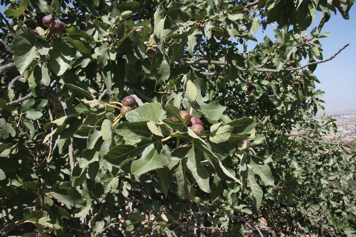 fig1088