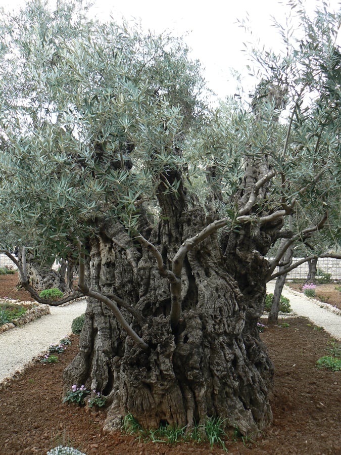 fig1260