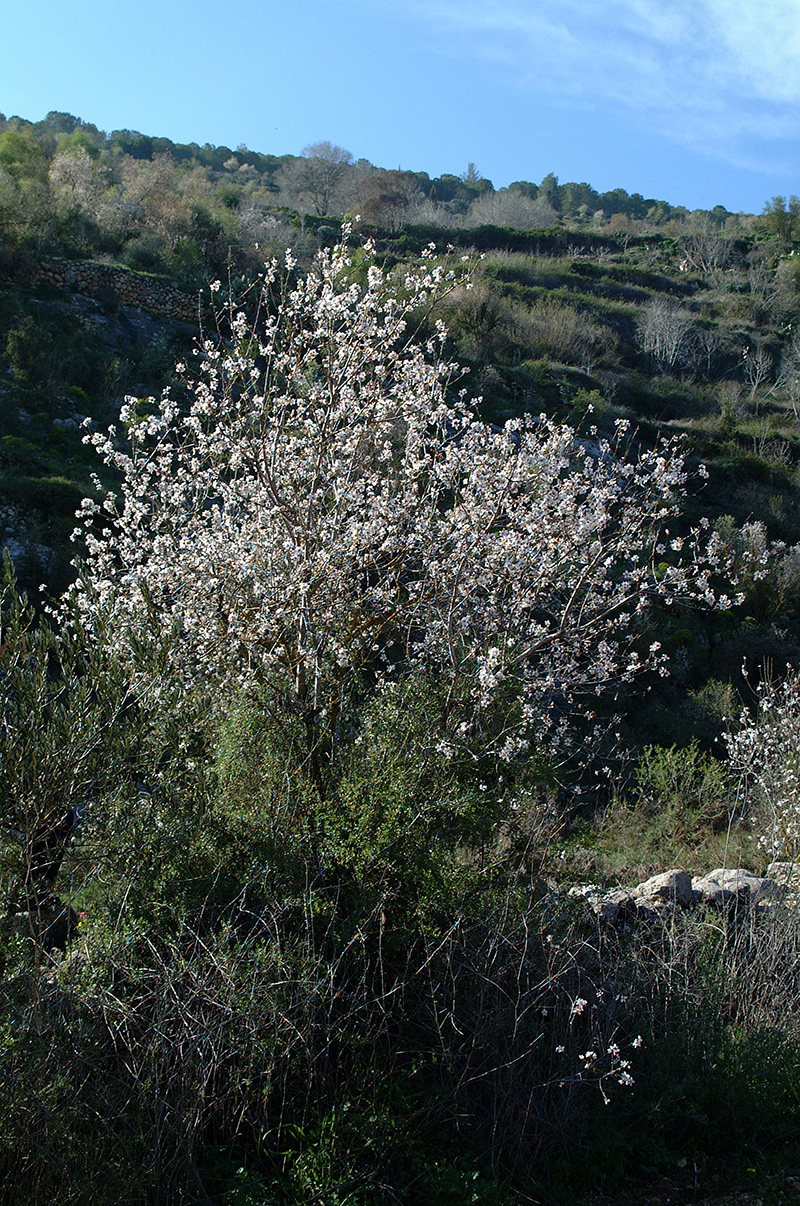 images